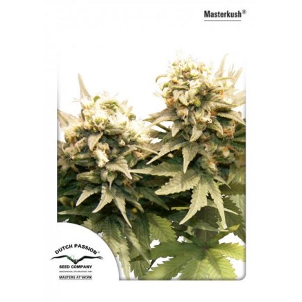 Master Kush